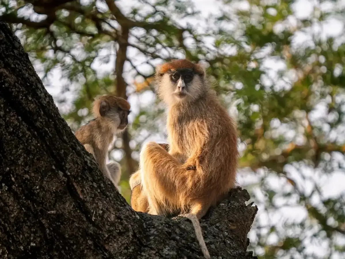Kibira Forest in Burundi with Intare Safaris