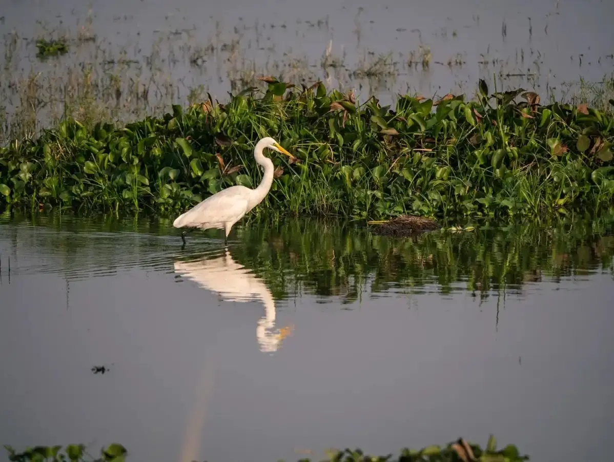 Rusizi National Park in Burundi with Intare Safaris