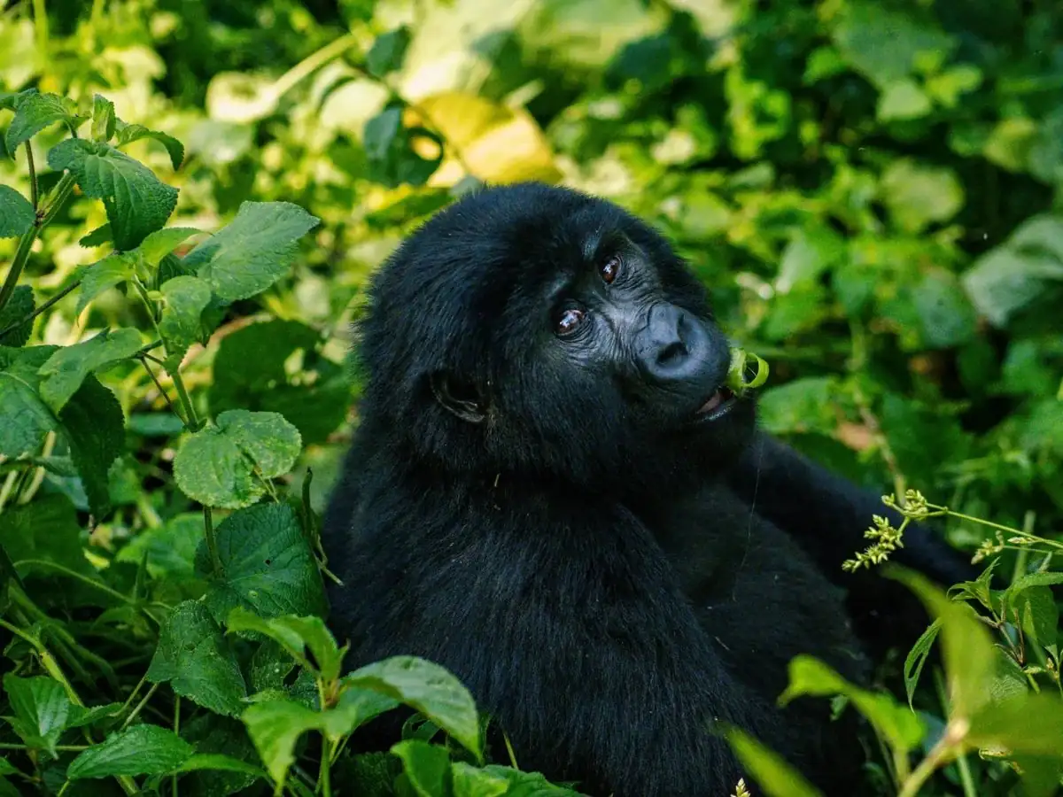 Gorilla Trekking - Uganda & Rwanda
