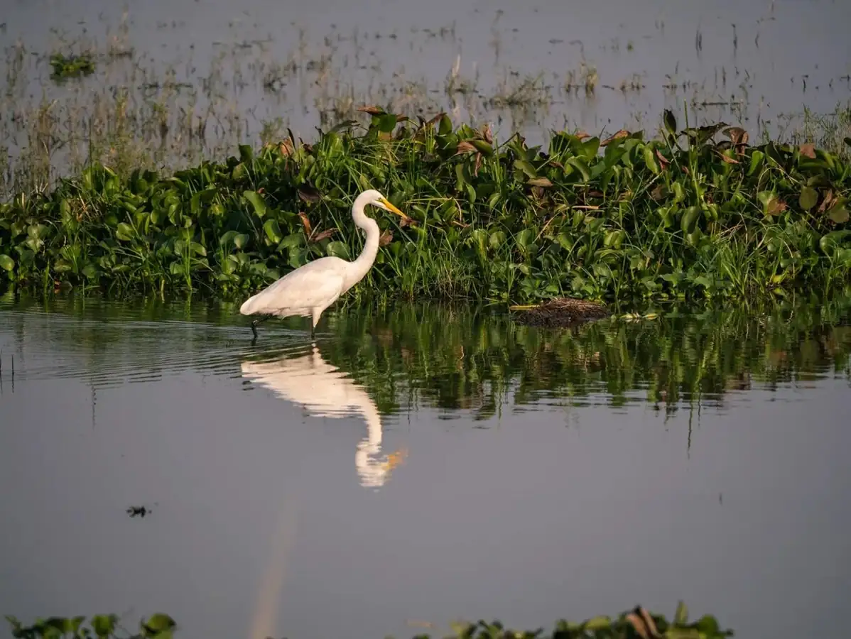 Birdwatching Safaris in East Africa