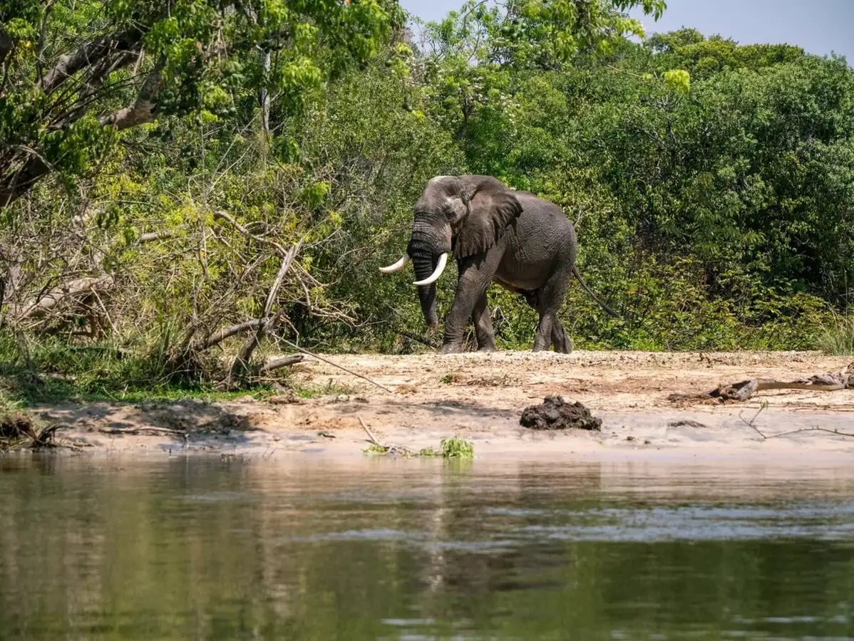 10 Days Uganda Wildlife & Gorilla Trekking safari package in Uganda and Rwanda
