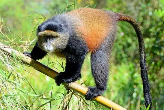 Golden Monkey Tracking in Rwanda with Intare Safaris
