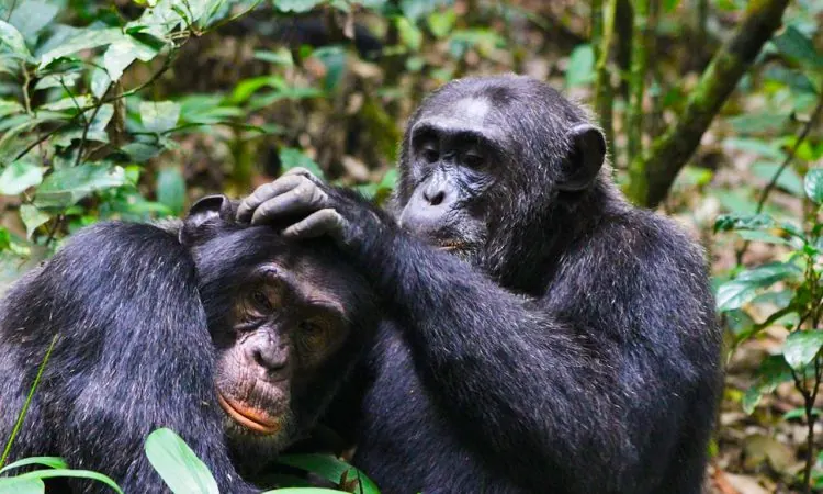 Nyungwe Chimpanzees in Rwanda with Intare Safaris