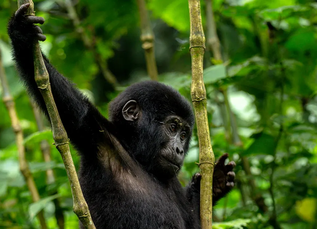 Gorilla Trekking in Rwanda with Intare Safaris
