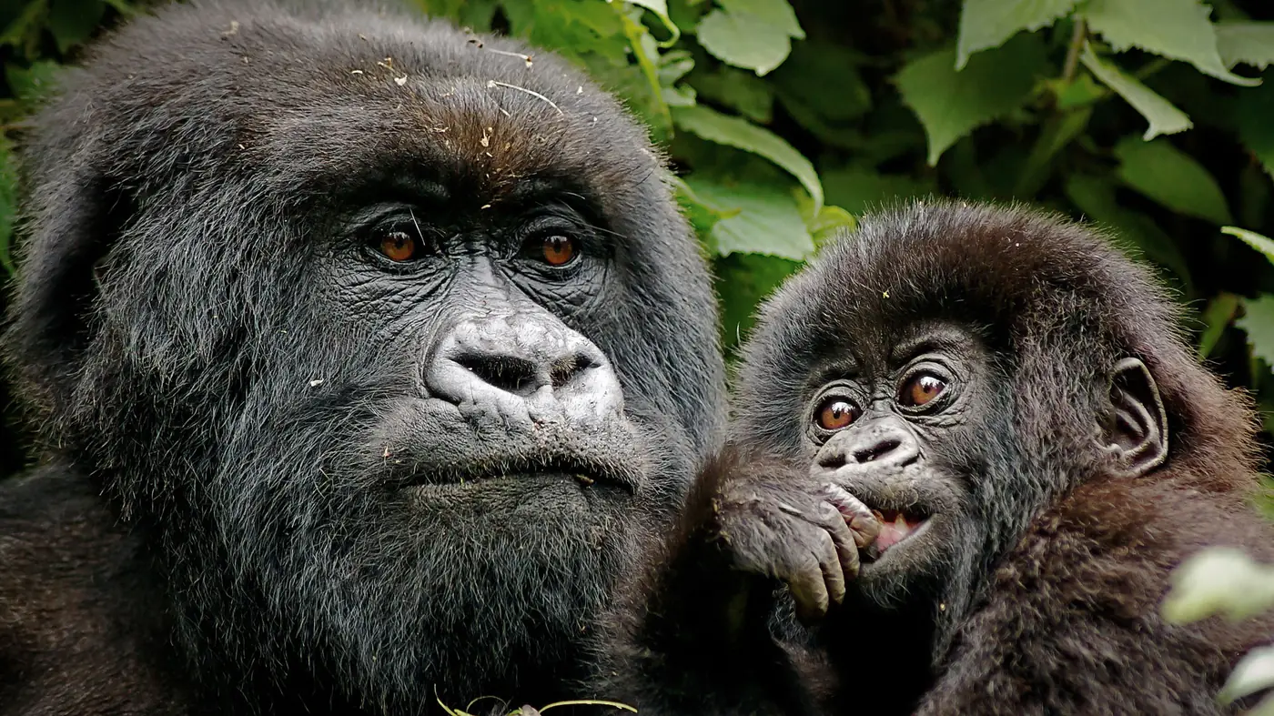 Rwanda safaris and destinations