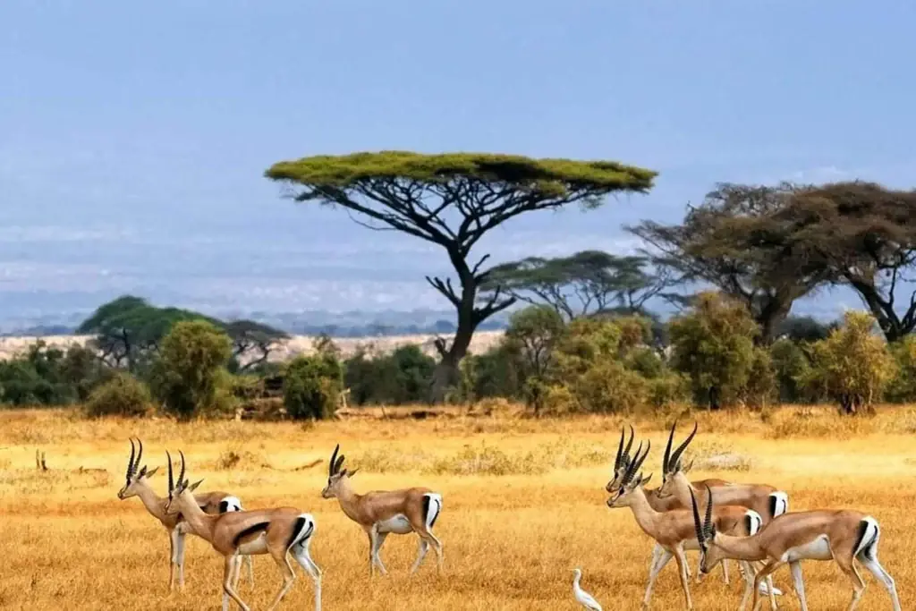 White Nile Experiences in South Sudan with Intare Safaris