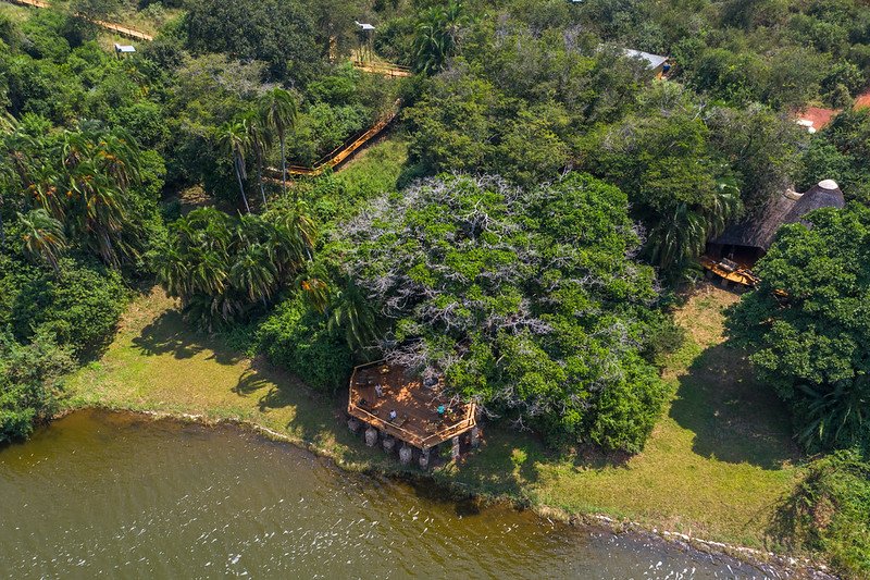 Aerial of lakeside deck under fig tree in Akagera, Rwanda