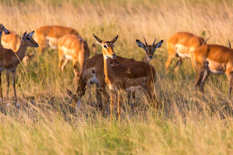 Alert impala doe within grazing herd in Akagera, Rwanda