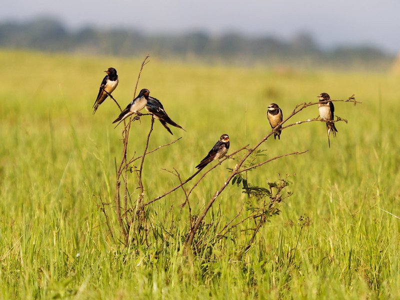 Barn swallows perched on a dead twig in Akagera, Rwanda