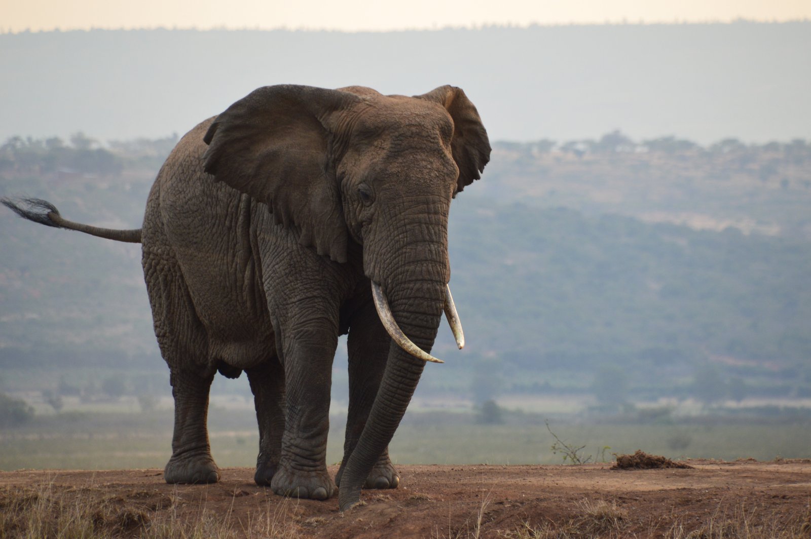 A big tusker elephant on a ridge above the plains, Akagera National Park