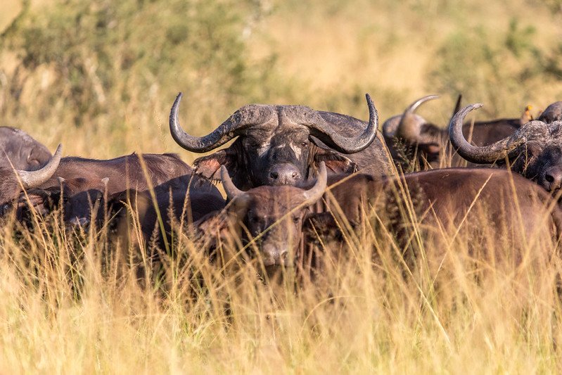 Buffalo bull facing camera within the herd in Akagera, Rwanda