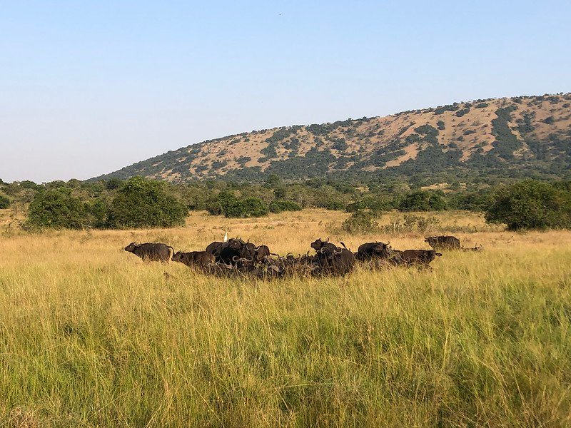 Buffalo herd in tall grass below tan hill in Akagera, Rwanda