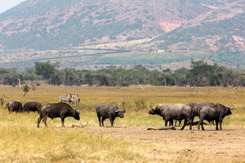 Buffalo herd on open flat below mountain in Akagera, Rwanda