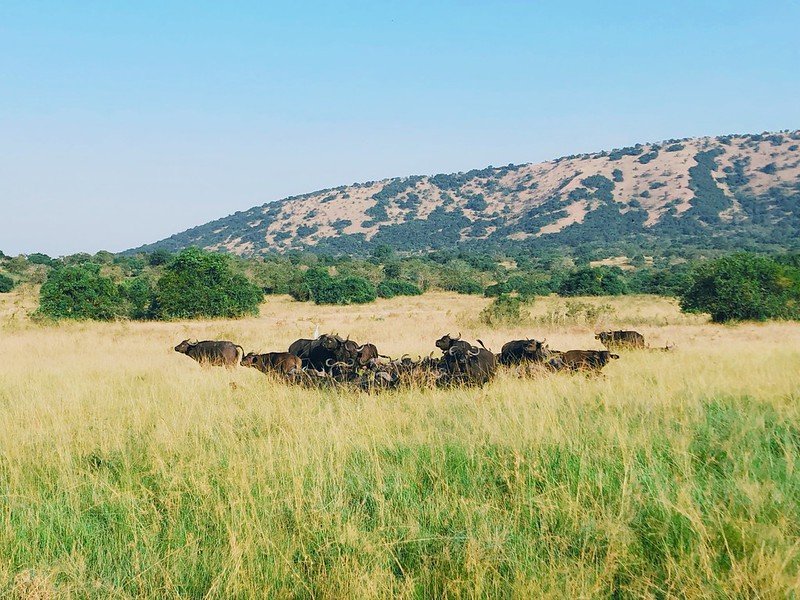 Buffalo herd resting below a grassy ridge in Akagera, Rwanda