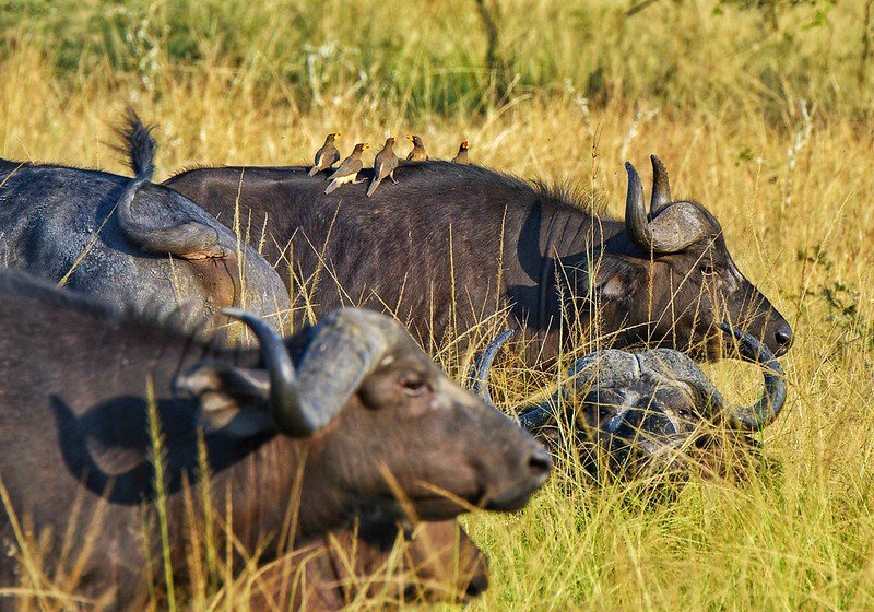 Buffalo herd with oxpeckers in golden grass in Akagera, Rwanda