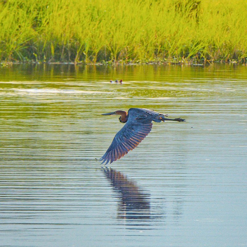 Goliath heron in flight over still water in Akagera, Rwanda