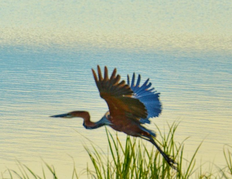 Goliath heron taking off from lakeside reeds in Akagera, Rwanda