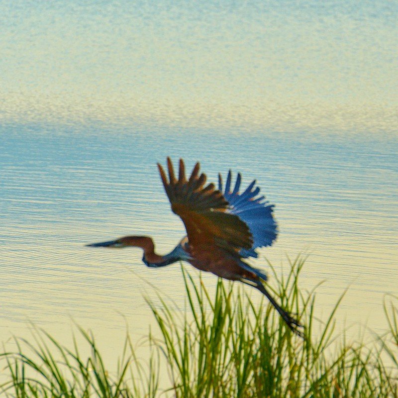 Goliath heron taking off from lakeside reeds in Akagera, Rwanda