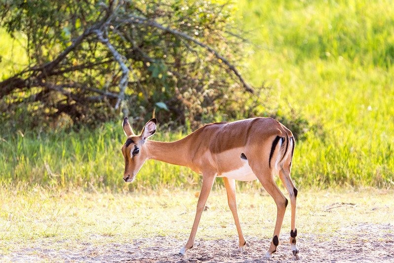 Impala ewe walking past green thicket in Akagera, Rwanda