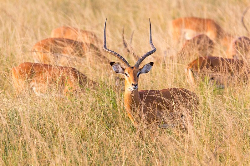 Impala ram alert in tall grass in Akagera, Rwanda