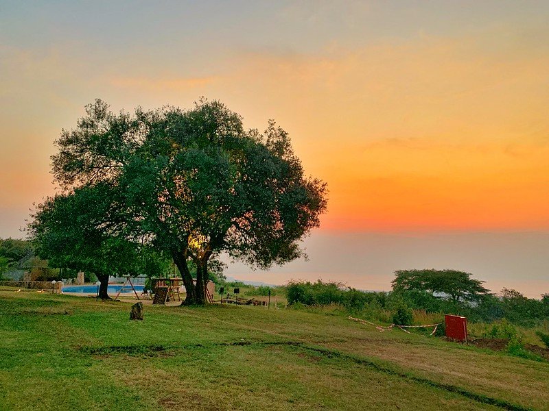 Lodge lawn with spreading tree at sunrise in Akagera, Rwanda