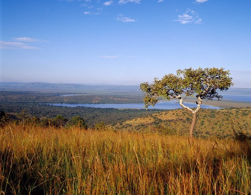 Lone acacia tree above lake and savannah in Akagera, Rwanda