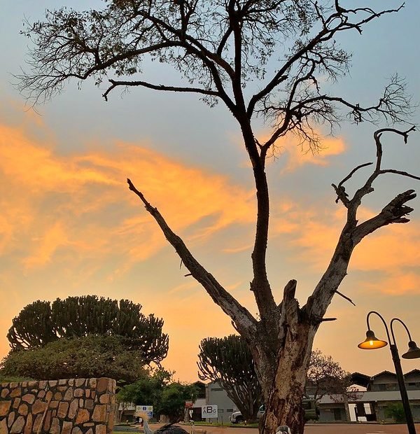 Marabou stork beneath bare tree at sunset in Akagera, Rwanda