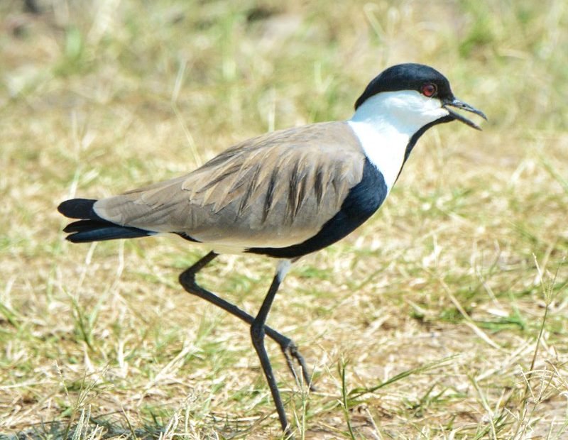 Spur winged lapwing walking on short grass in Akagera, Rwanda