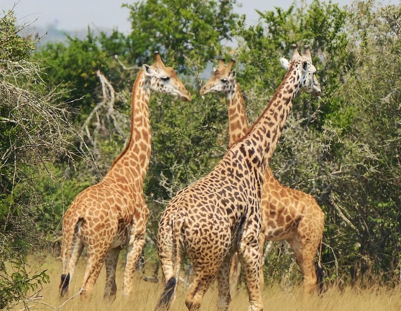 Three giraffes standing together in bush in Akagera, Rwanda