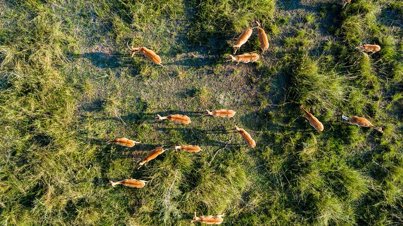 Top down aerial of antelope herd with long shadows in Akagera, Rwanda