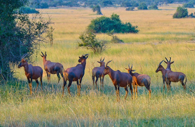 Topi herd standing in golden light in Akagera, Rwanda