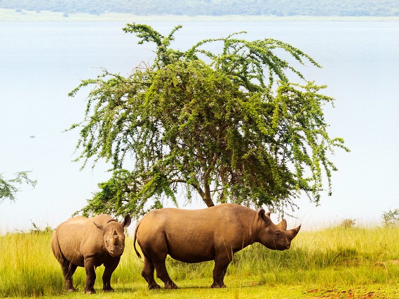 Two black rhinos beneath an acacia by the lake, Akagera National Park