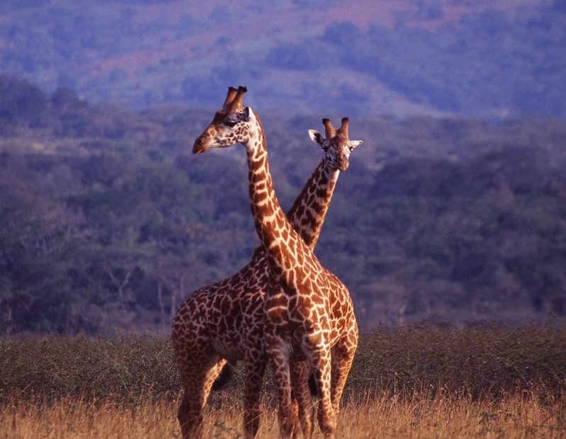 Two giraffes with crossed necks in golden grass in Akagera, Rwanda