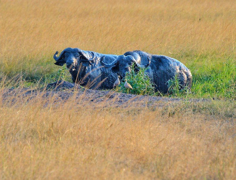 Two muddy buffalo wallowing with egrets in Akagera, Rwanda