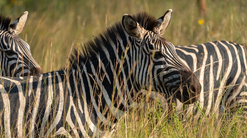 Two plains zebras close up in tall grass in Akagera, Rwanda