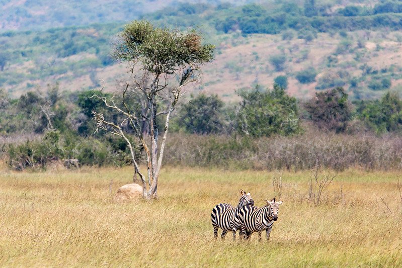 Two zebras beside a lone acacia in Akagera, Rwanda