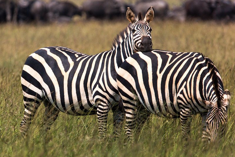 Two zebras close up with buffalo behind in Akagera, Rwanda