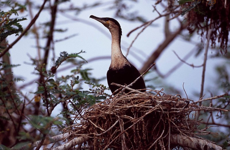 White breasted cormorant on stick nest in Akagera, Rwanda