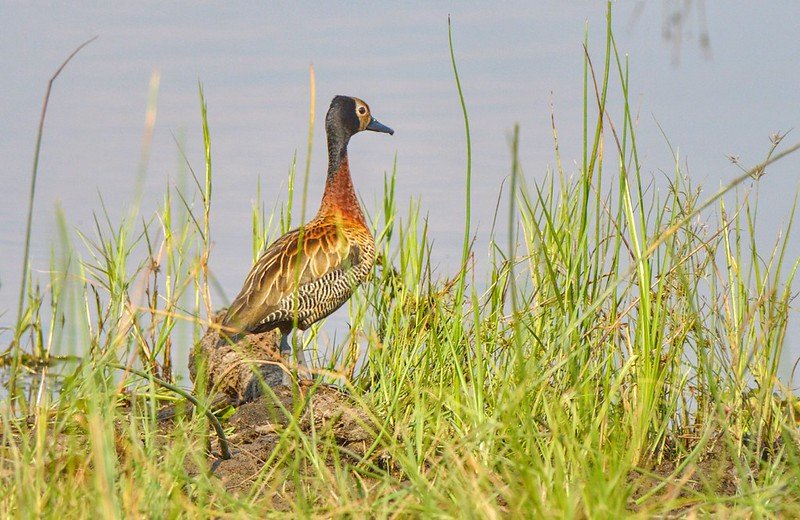 White faced whistling duck in lakeside grass in Akagera, Rwanda