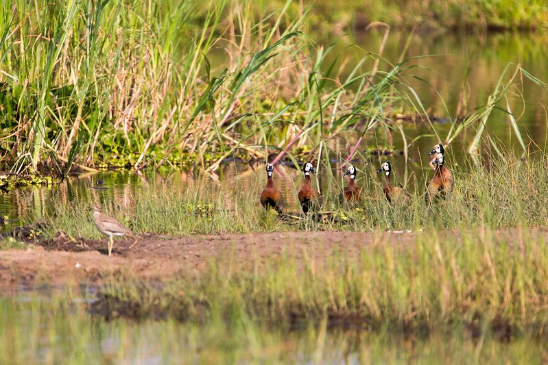 White faced whistling ducks among lakeside reeds in Akagera, Rwanda