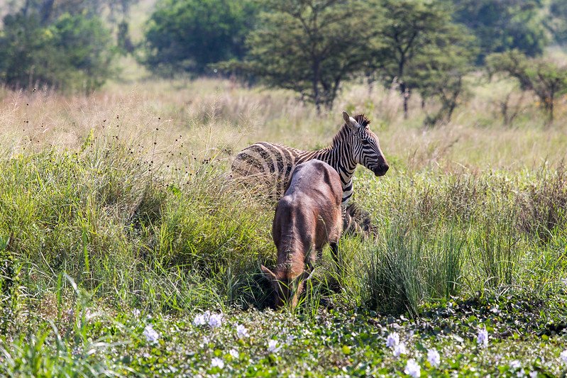 Zebra and topi grazing in flowering wetland in Akagera, Rwanda
