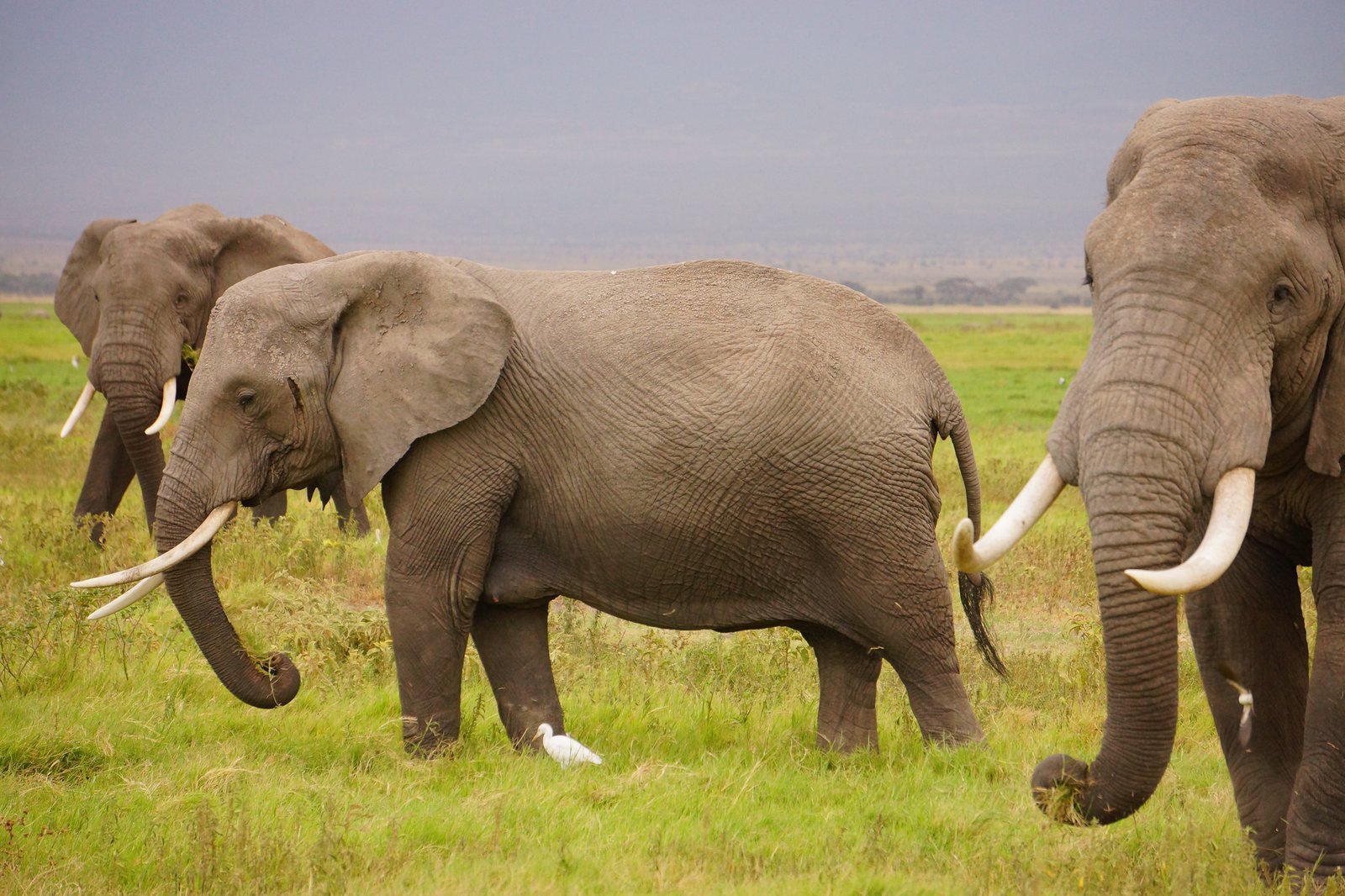 Big tusked elephants feeding in green swamp grass
