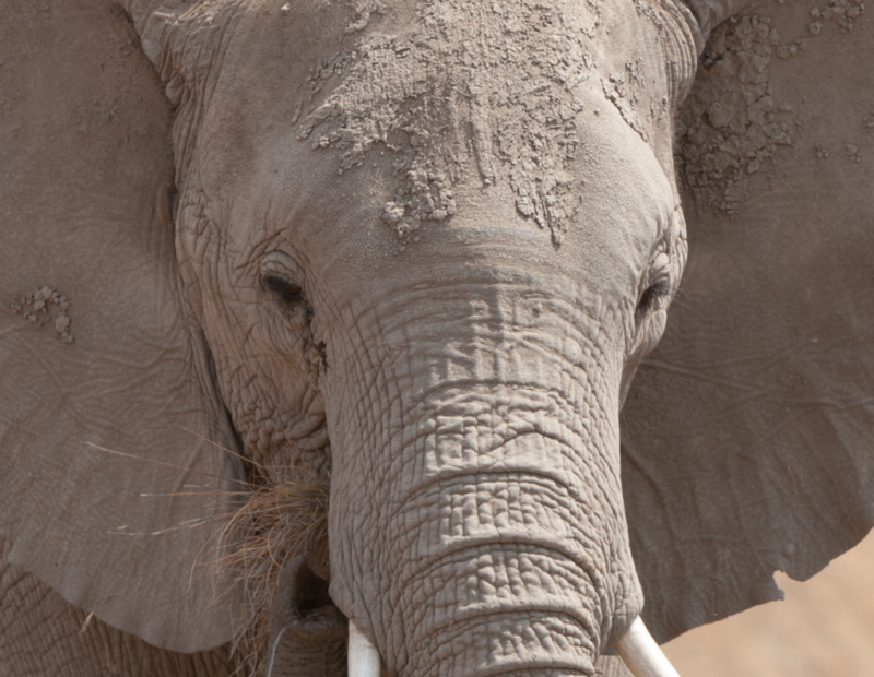 Dust caked elephant head portrait with ears spread