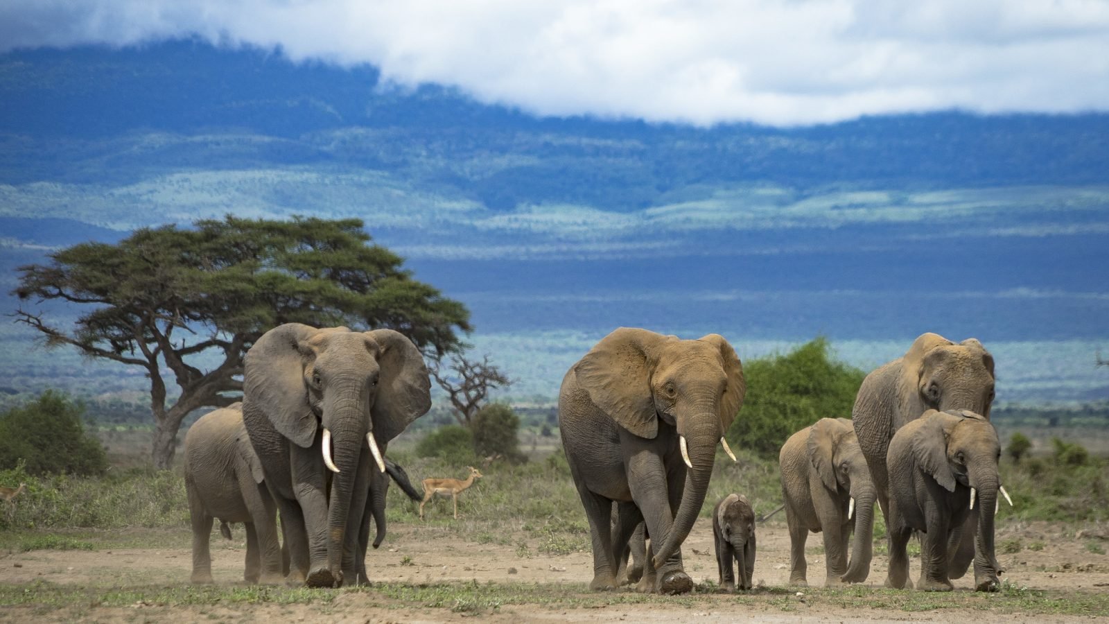 Elephant family with calf below kilimanjaro