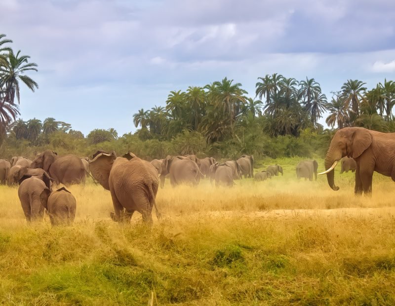 Elephant herd in golden grass before doum palm forest