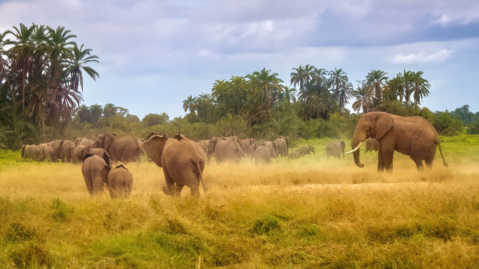 Elephant herd in golden grass before doum palm forest