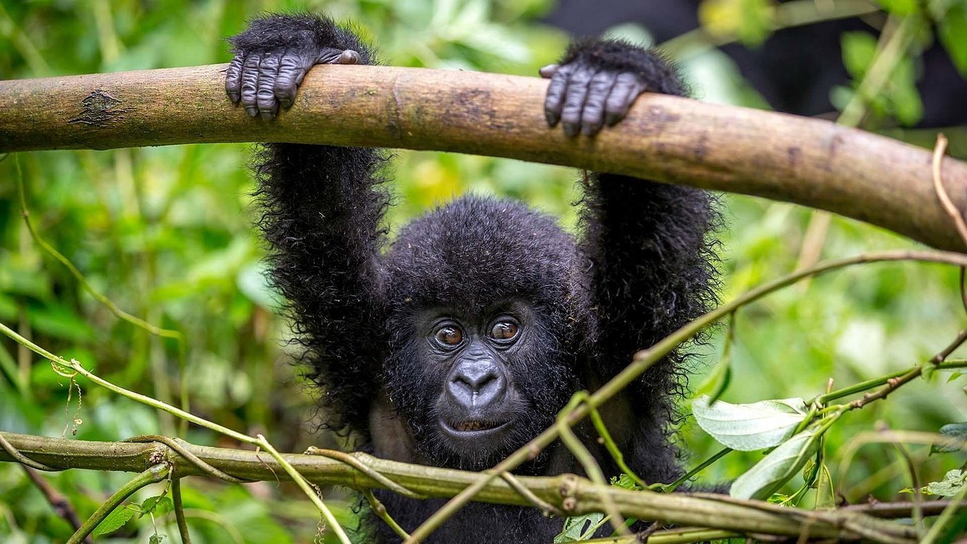 Baby gorilla hanging from a branch