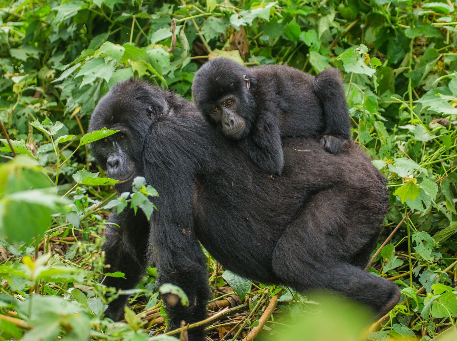 Female mountain gorilla carrying infant on her back