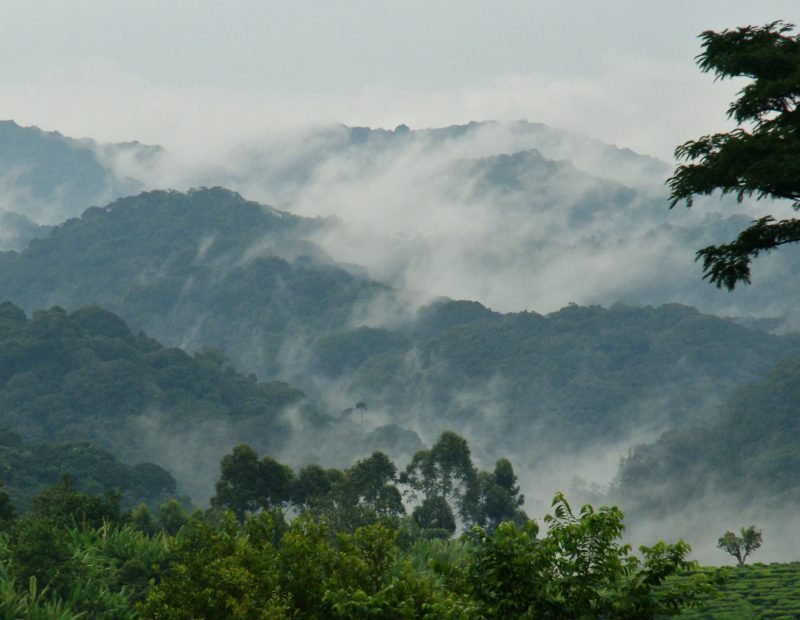 Mist rising over rainforest ridges above tea fields