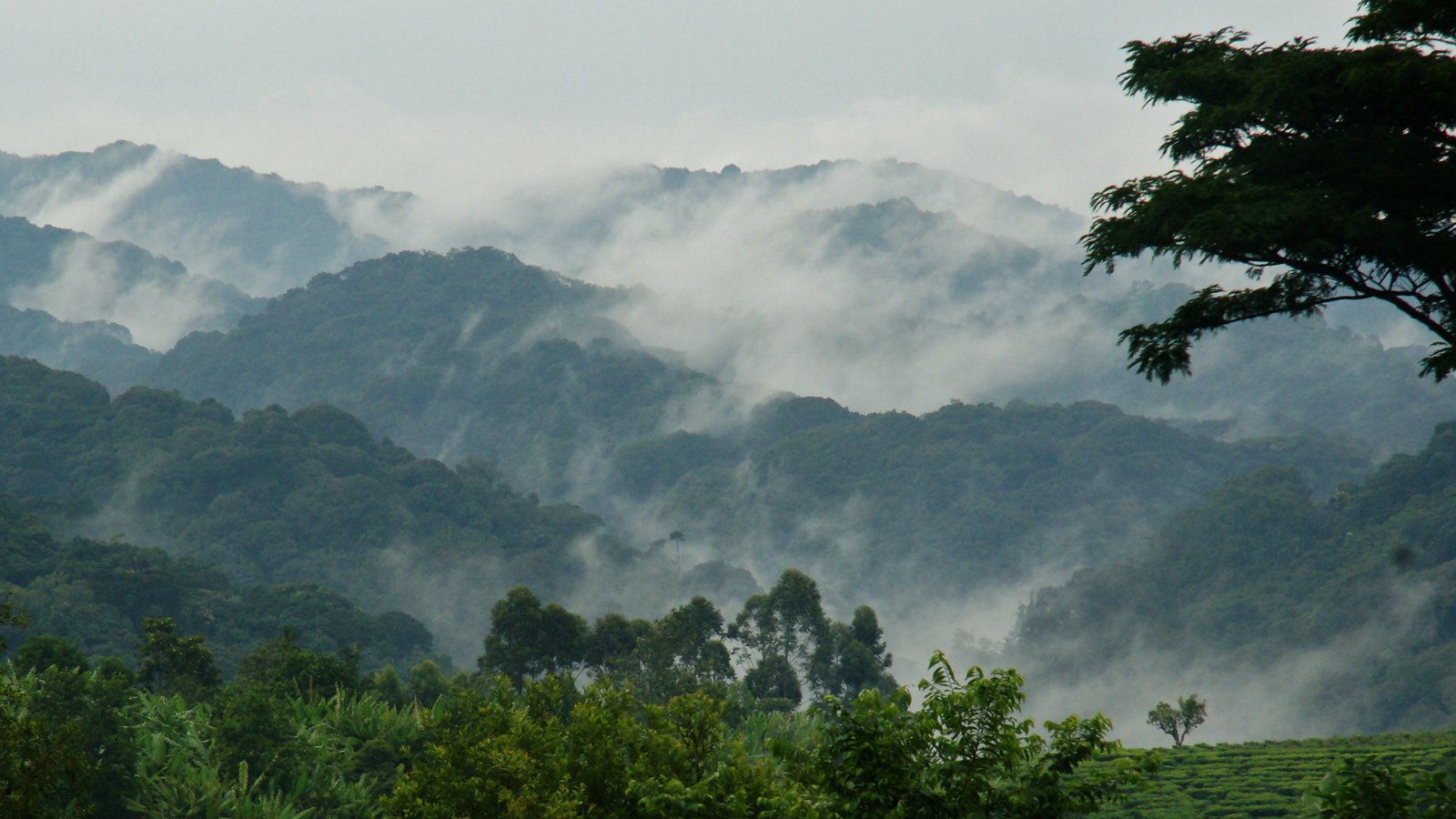 Mist rising over rainforest ridges above tea fields